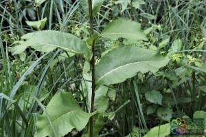 Inula helenium (9).jpg_product